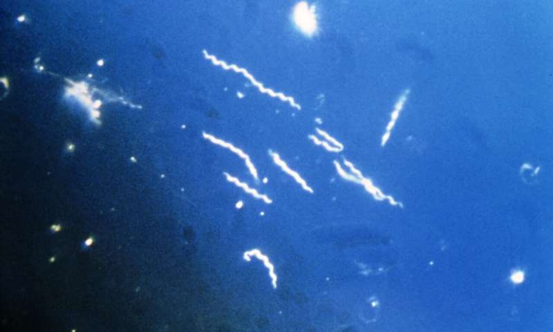 三抗生物鸡尾酒在小鼠研究中清除持久莱姆细菌