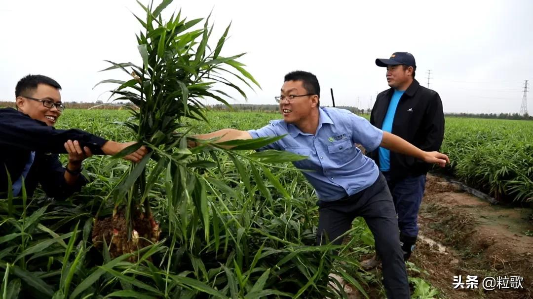 住商肥料“脲醛+”减肥增效中国行：大姜“吃”套餐