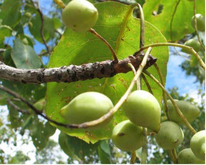 猕猴桃里的维生素c含量高吗,猕猴桃含有维生素c含量高的水果