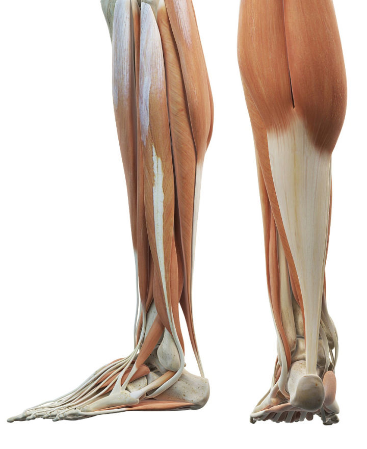 画人体结构怎么练习最有效,零基础学画人体结构