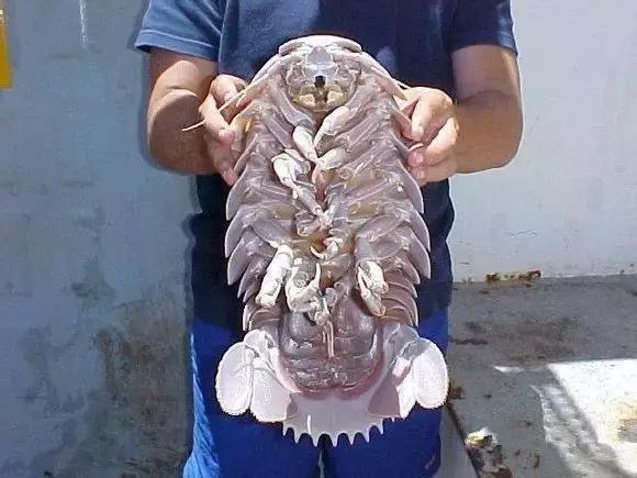 渔民海鲜大全,渔民整理的海鲜河鲜大全