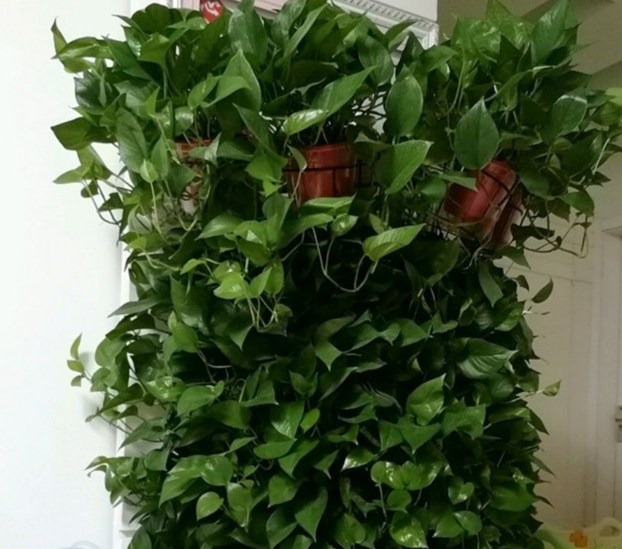 绿萝怎么养才能养得枝叶繁茂,绿萝怎么养得旺盛家庭小妙招