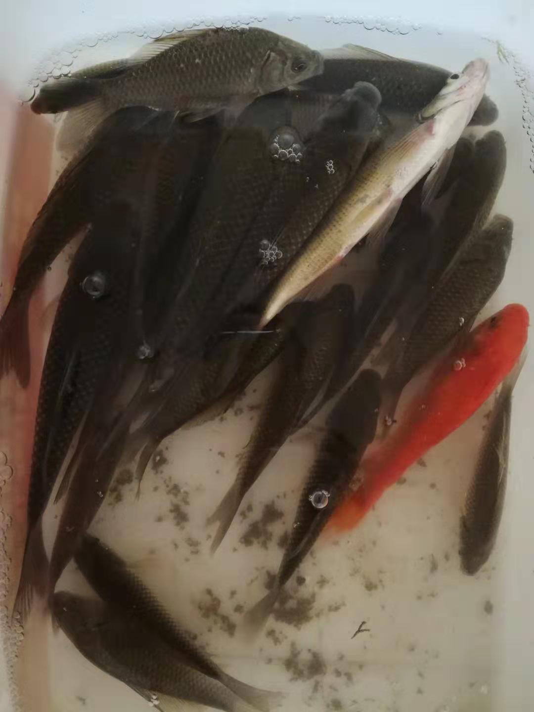 钓鱼奶香添加剂哪个牌子好,冬天钓鱼添加剂用甜还是香