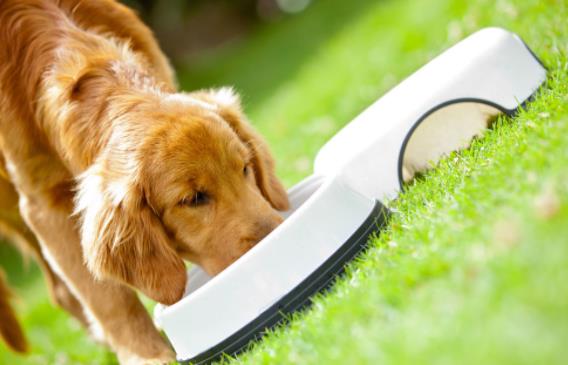 家里狗掉毛难闻是什么病,狗狗身体发臭什么原因