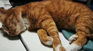 猫咪睡觉的时候发抖打颤怎么回事,猫咪睡觉频繁发抖打颤是怎么回事