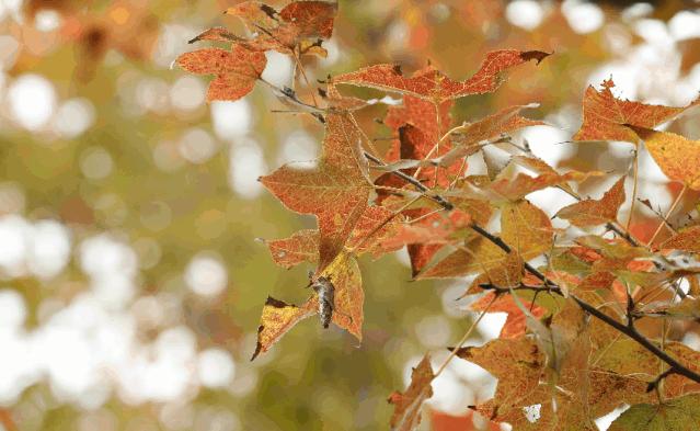 速来！园博苑有让*欲人**罢不能的季相变化之美，还有众多萌物陪伴你~