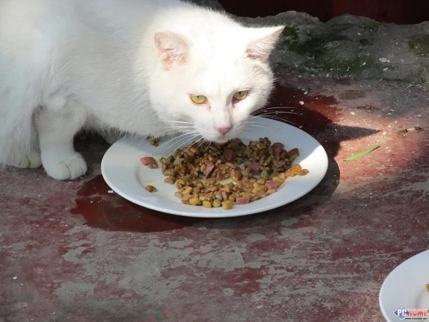 猫咪维生素中毒,大量给猫咪补充维生素有危害嘛