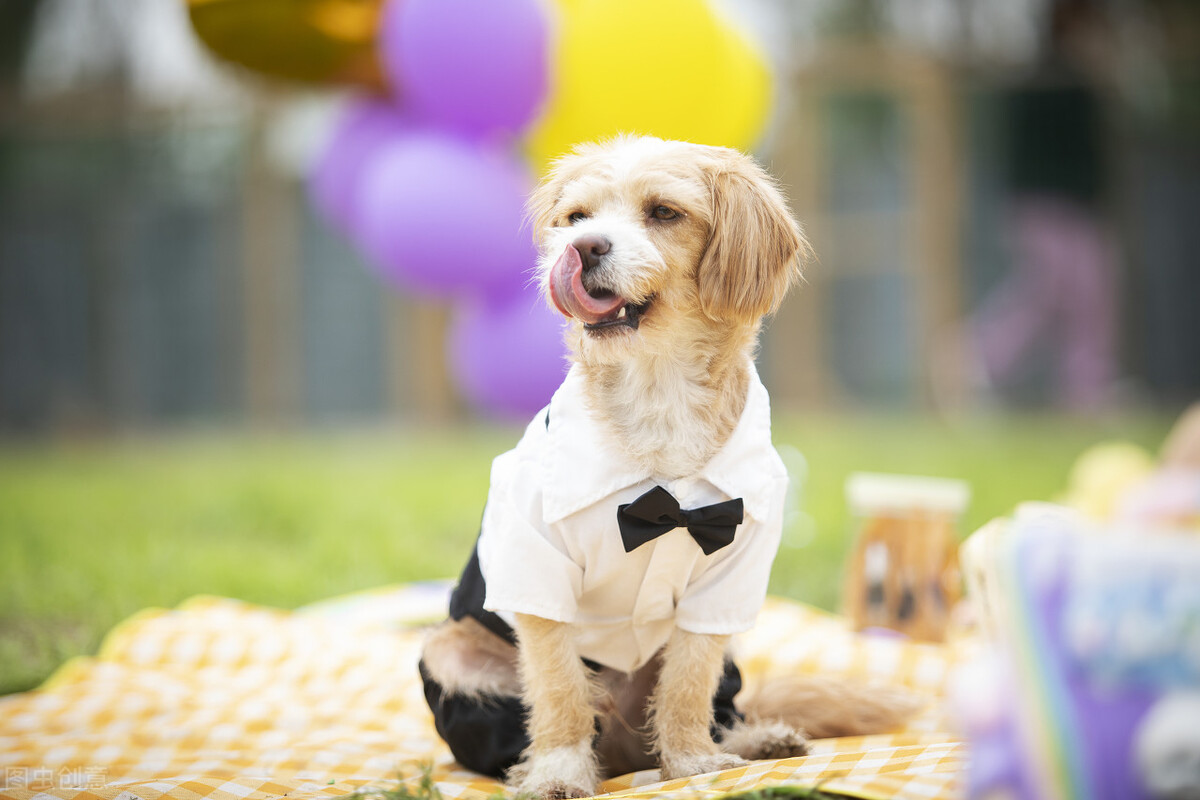 旧犬喜我归，它的目光中，是情感的惊喜？也是生命的凝望