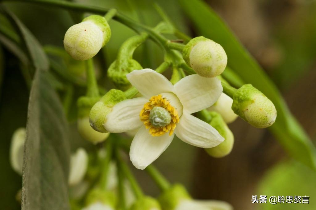 橘柚花诗词精选一十八首蓼岸风多橘柚香，堪怜堪爱还堪惜