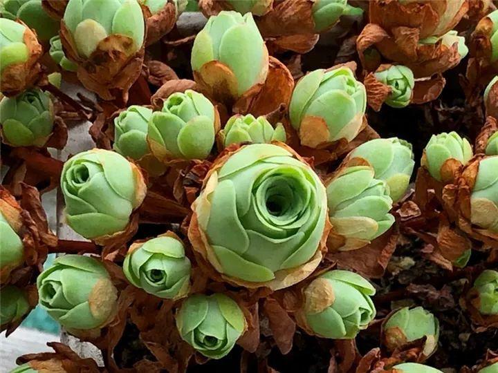 100种常见多肉的养法图片大全,60种好度夏的多肉植物