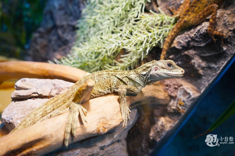 儿童玩的遛娃好去处,有动物的溜娃好去处