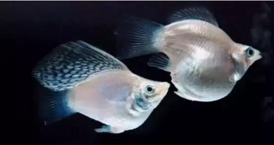 草缸造景沙子如何处理,草缸造景用什么铺底