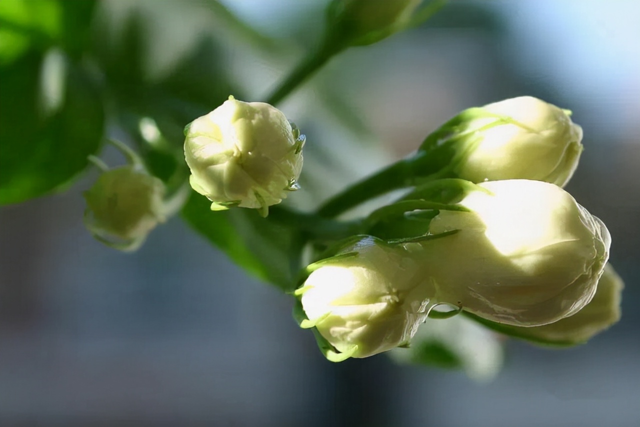 开春后茉莉花怎么养护,茉莉花春季怎么防寒