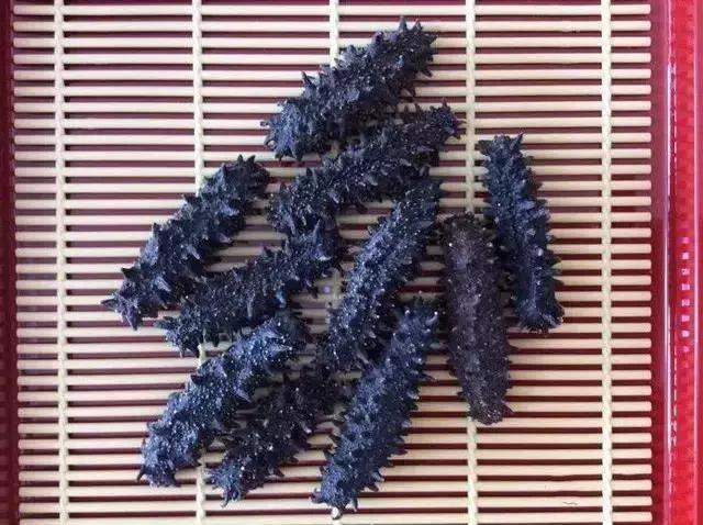 海参物种科普,海参100种图片