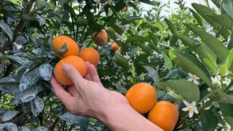 外表难看吃起来好吃的水果,茂谷柑为什么吃起来像烂了的味道