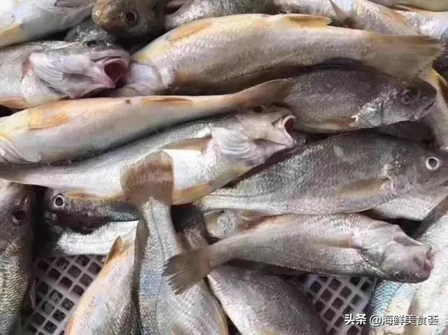 哪种海鱼最好养又便宜又好吃,便宜耐养的海鱼有哪些种类