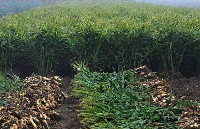 无公害生姜生产,生姜田间种植高产技术讲解