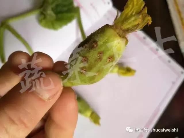 蔓枯病防控,蔓枯病怎么防治