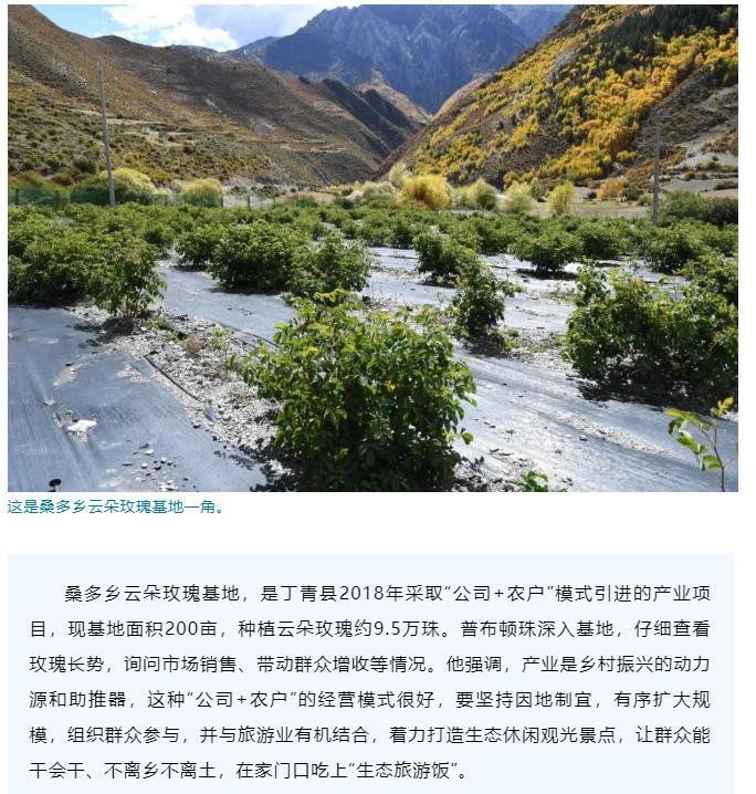 云朵玫瑰臻选,云朵玫瑰品牌有哪些