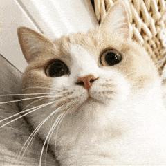 华为手机如何使用手机扫描仪功能,华为手机的自带扫描仪功能在哪里