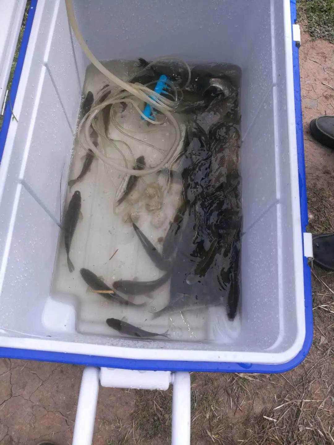 黑龙滩水库最新鱼情,德阳中江继光水库