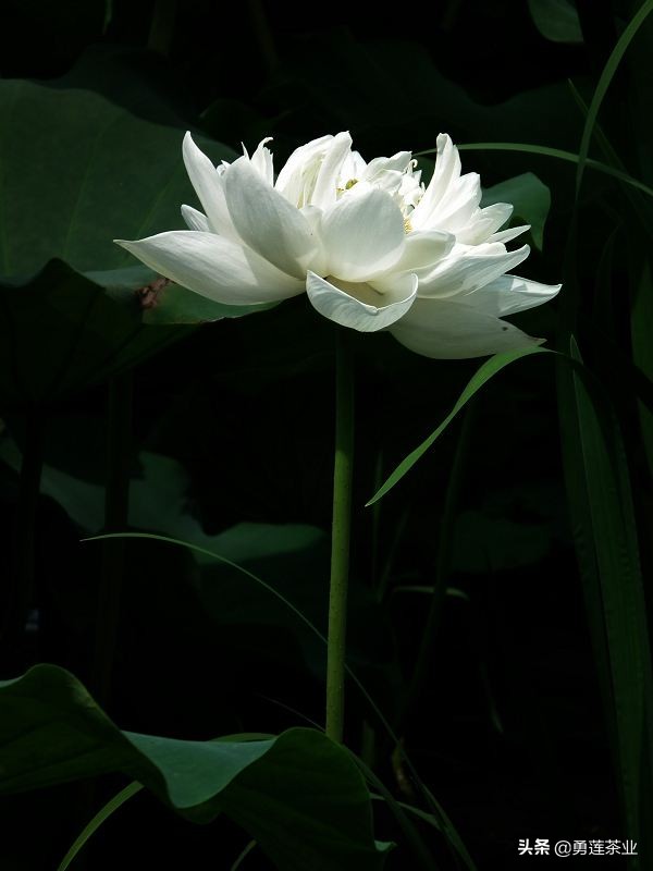 古今贤文劝学篇朗读,古今贤文增广贤文全文解读