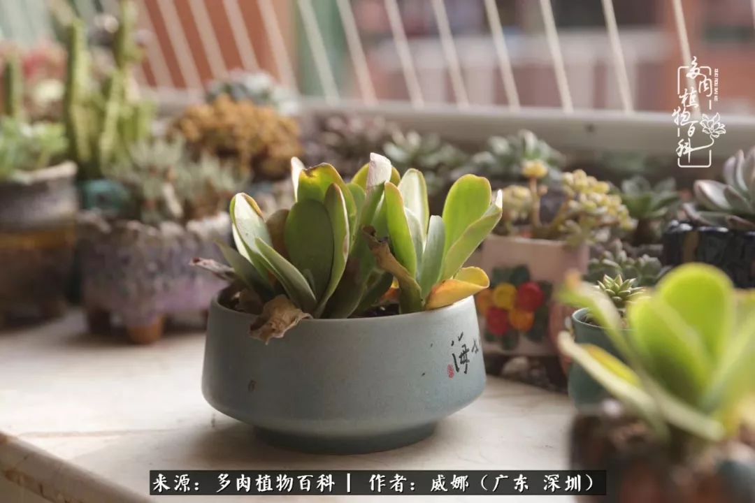 笼子里的多肉,露养的多肉和室内的多肉区别