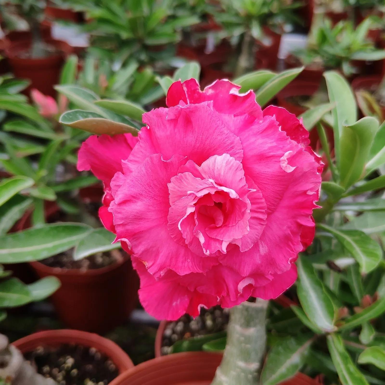 84个沙漠玫瑰品种，收起来慢慢看，待到来年春天选几种喜欢的养