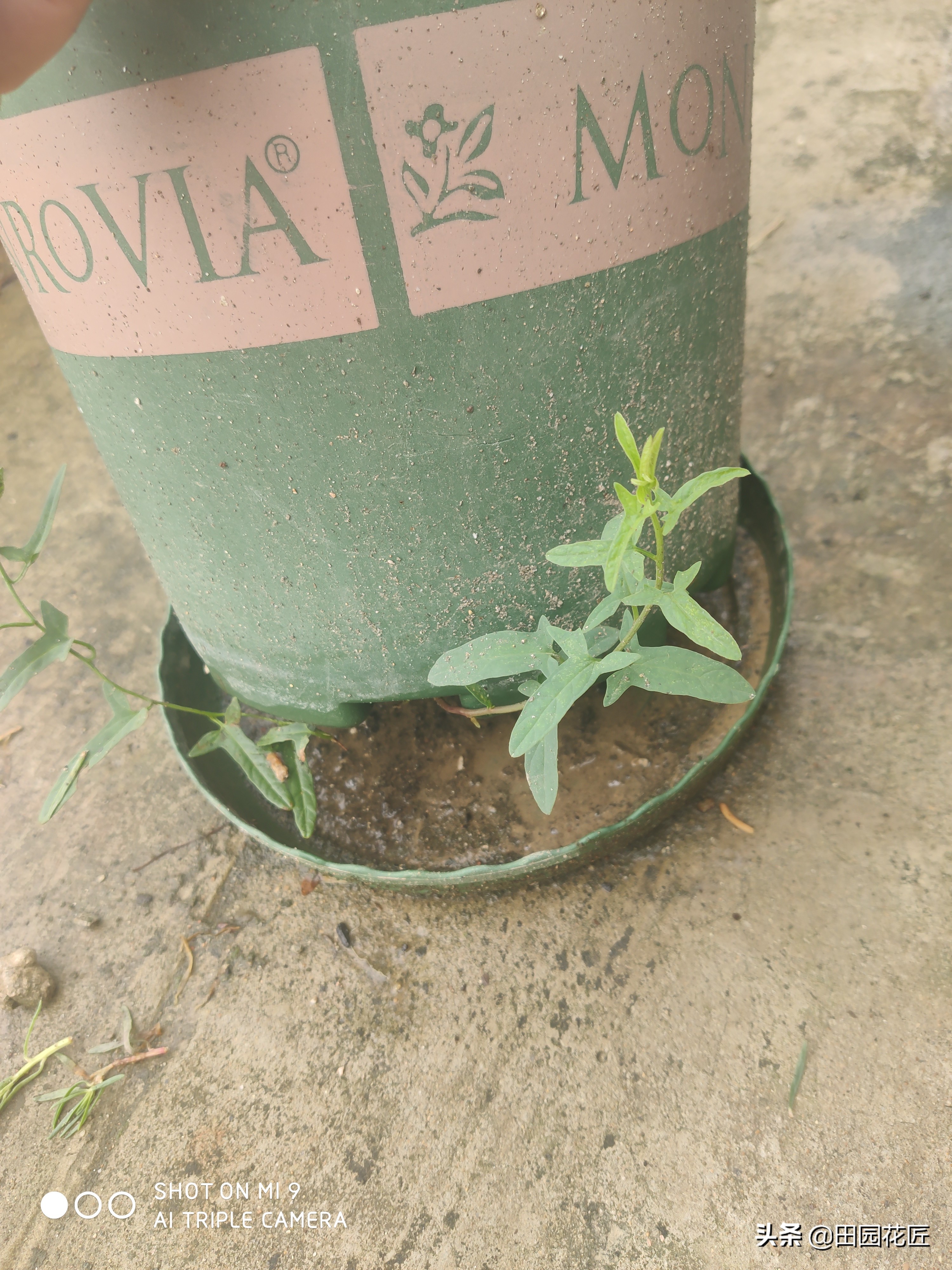 牡丹掐枝黄叶的处理方法,缠枝牡丹叶子发黄怎么处理