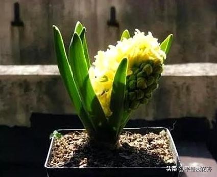 垃圾堆里捡回一盆花,垃圾变废为宝怎么养花