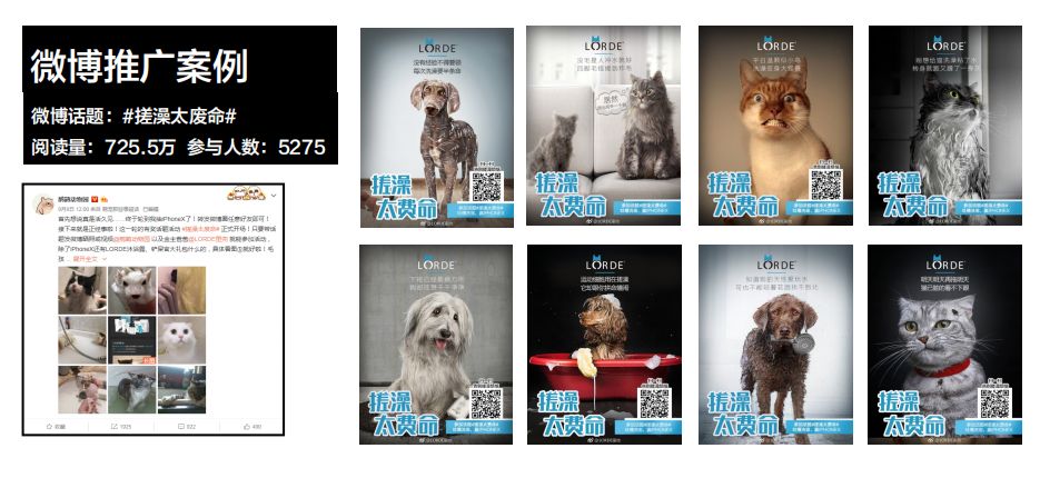 专访麦和黄振鹏：宠物网红品牌如何与线下市场共生？