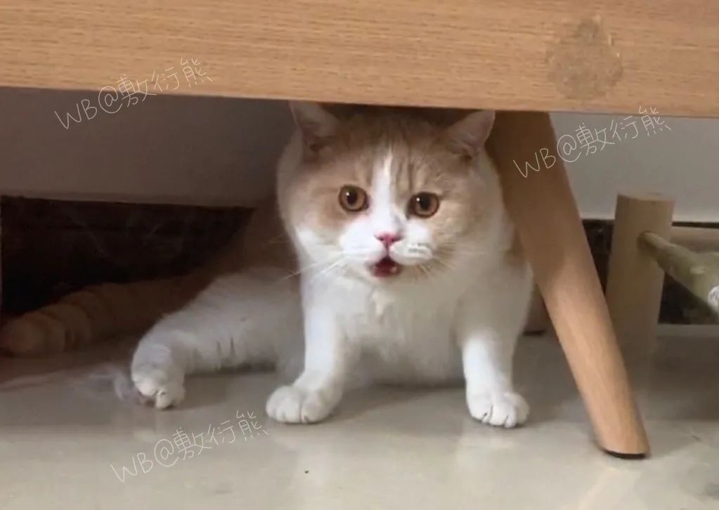 猫是只好猫，但被网友这么一弄…哈哈哈哈哈没脸见人了