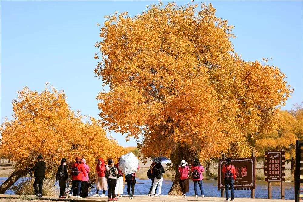 额济纳旅游自由行攻略,额济纳旗旅游最佳省钱攻略
