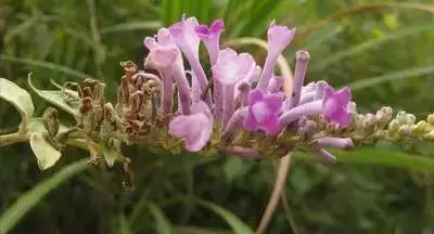 拍摄花的花语,100种摄影基础美学