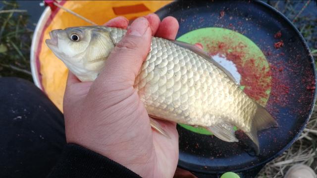 水底青苔厚怎么钓,水底有青苔如何调钓