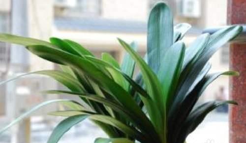 君子兰放在家里什么地方长得最好,君子兰养在家里哪个位置