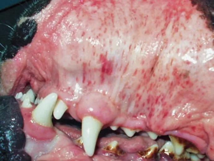 [宠物疾病知识科普]犬埃利希体病