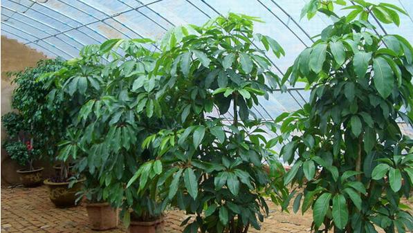 夏季天气炎热招财树老是叶子发黄,招财树叶子有点发黄怎么回事