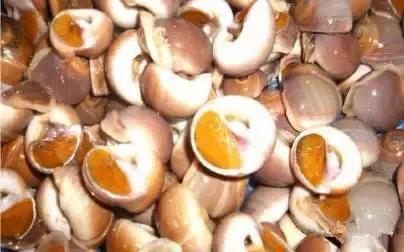 海南渔民整理的海鲜大全,渔民海鲜介绍