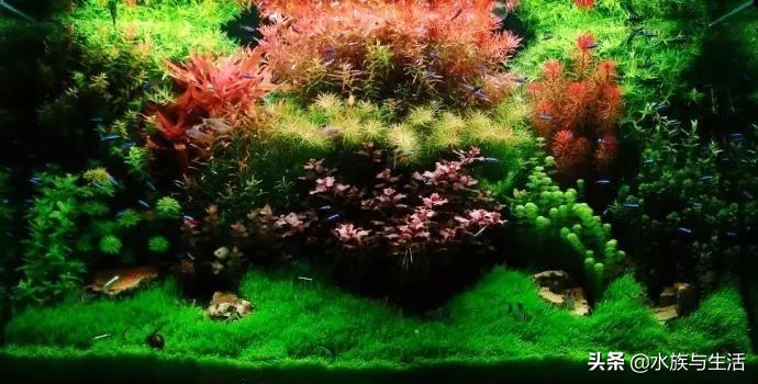 怎么让灯科鱼长得快,怎样把灯科鱼养好