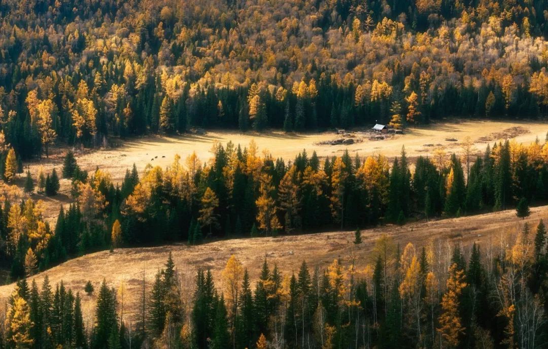 写秋诗四首大全,十首写秋杰出诗词钟爱哪一首