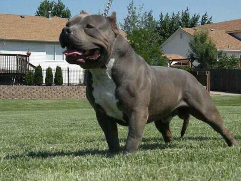 狗狗怎么交配？狗狗配种的4个正确方法