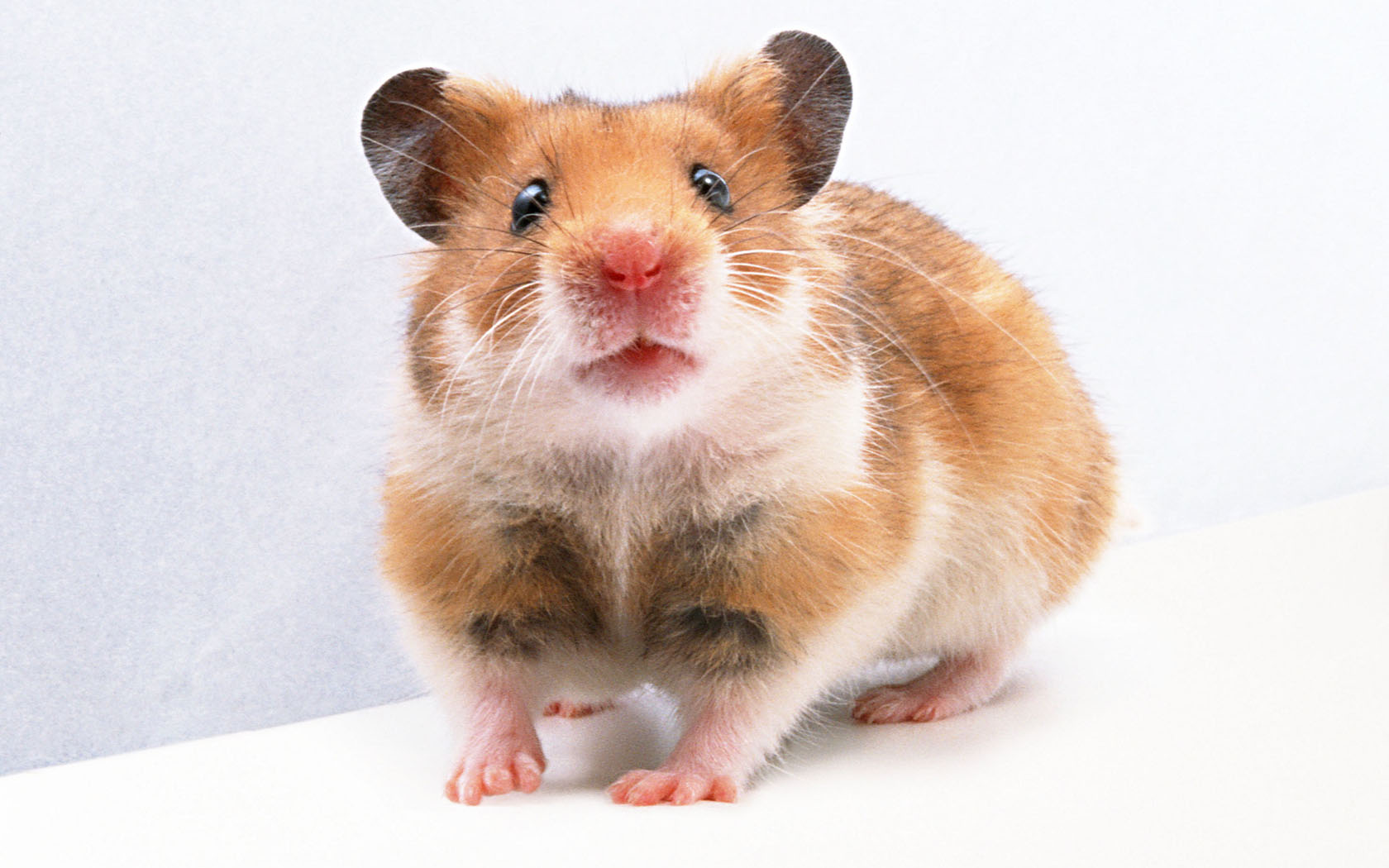 那老鼠呲着牙，正对你笑呢