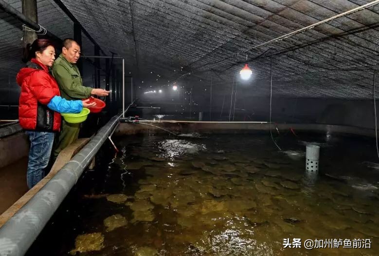 大菱鲆腹水病,水产养殖鱼肠炎病的治疗方案