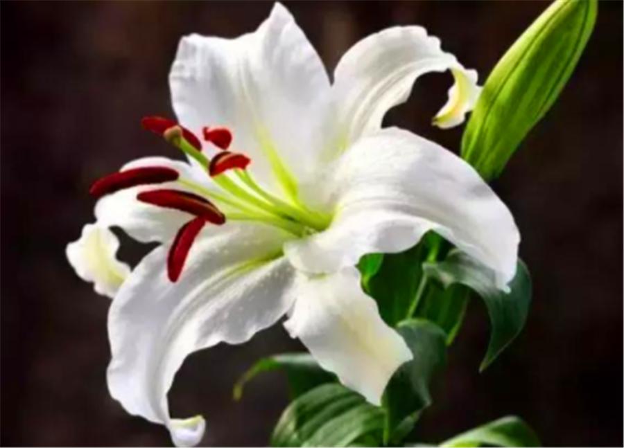 百合使用叶面肥和生根肥有功效吗,百合种植方法几天出苗