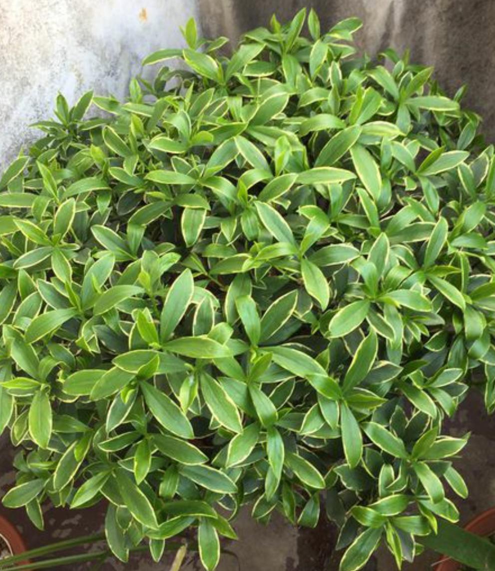 夏天暴晒金边瑞香叶子软下垂,金边瑞香夏季黄叶怎么回事