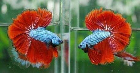 三湖鱼打架,三湖慈鲷鱼打架怎么办