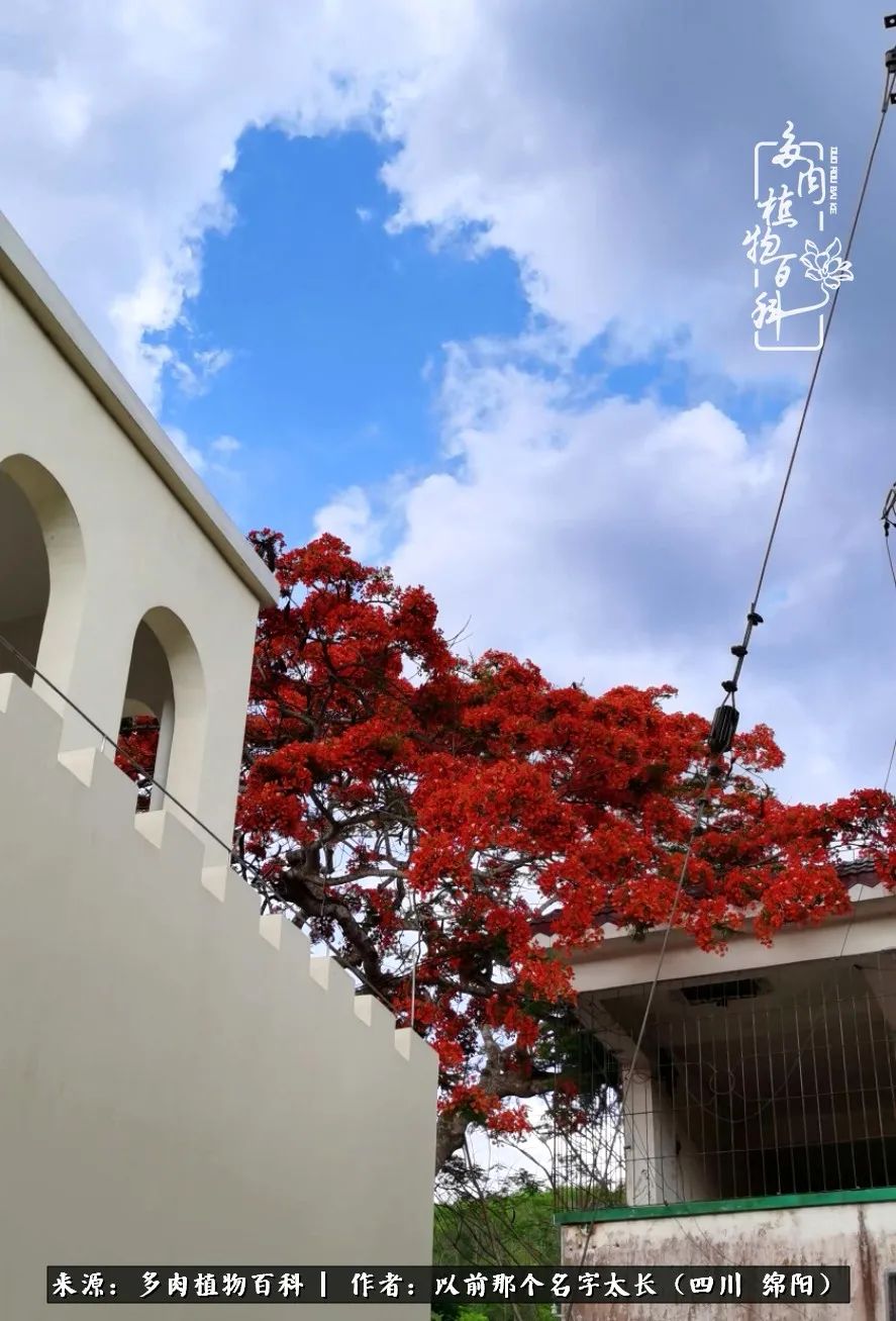 山地玫瑰夏天,夏季的山地玫瑰