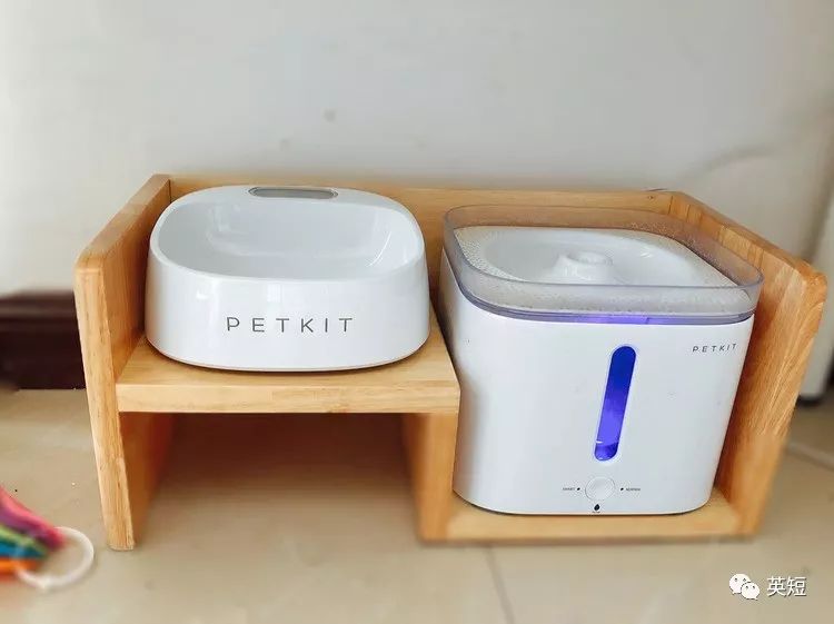 养猫必备清单之猫零食,养猫必备品清单大全