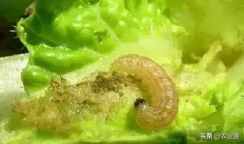 家庭防治虫害的最佳方法,自制蔬菜种植除虫小妙招